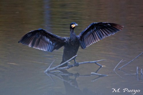 Cormorán en alta montaña.