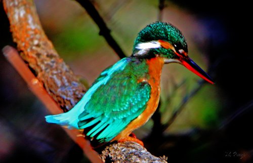 Abril. empieza el canto.