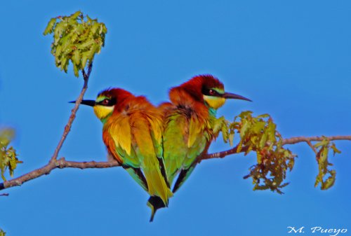 Corazón colorido en Sant Jordi.