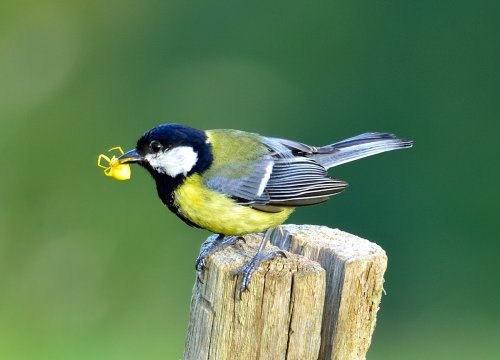 ALIMENTANDO A LA POLLADA