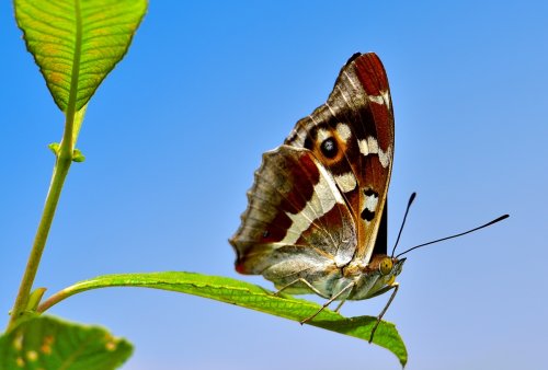 Mariposa Tornasolada