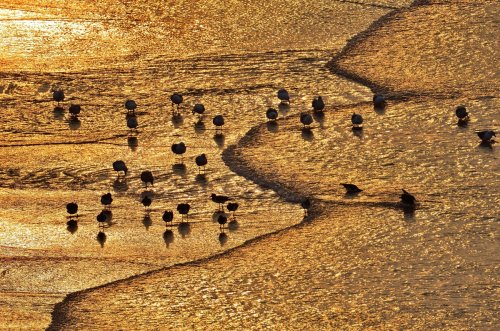 Ostreros en baño de oro