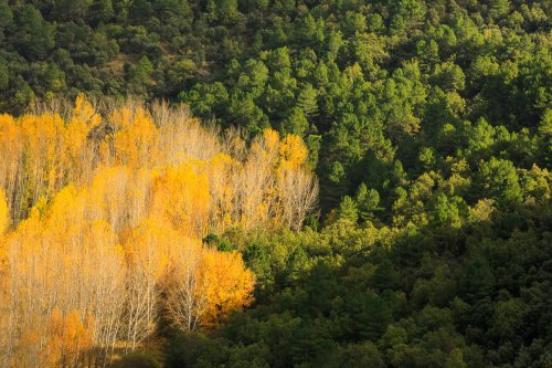 La lucha de lo perenne contra la hoja que caduca