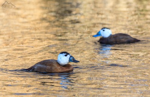 Malvasía cabeciblanca