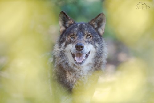 Lobo vivo, Lobo protegido