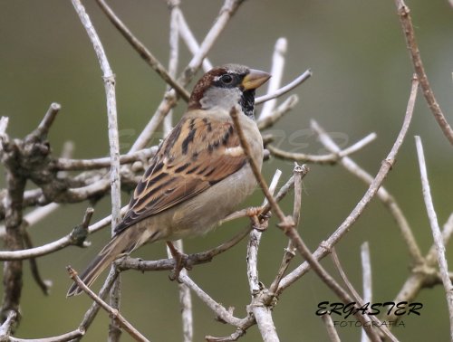 Gorrión Común - Ave del Año 2016 Seo/Birdlife