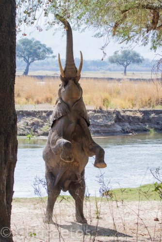 Mi primer elefante de cerca