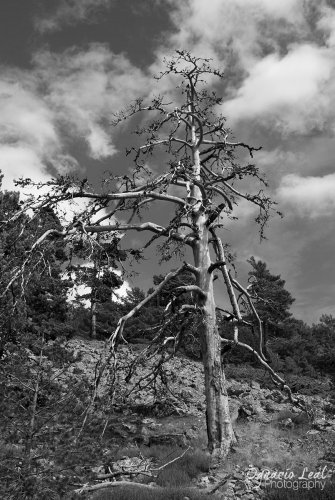 El cadaver orgulloso