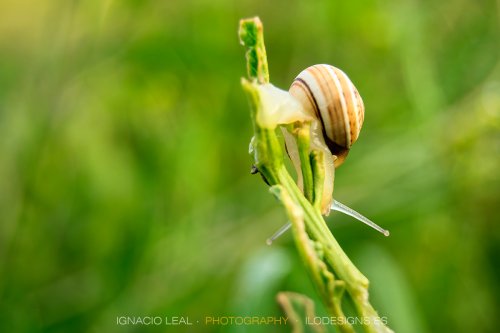 Un paseo por la pradera