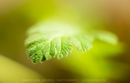 El verde tiene fuerza