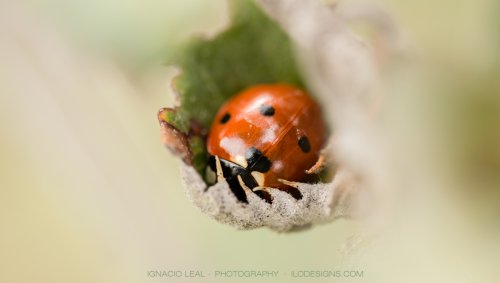 El descanso invernal