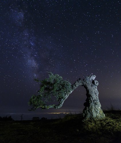 Alcornoque y Vía Láctea