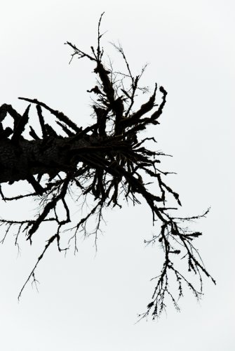 Rorschach Tree