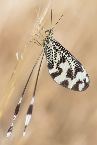 Nemóptera bipennis