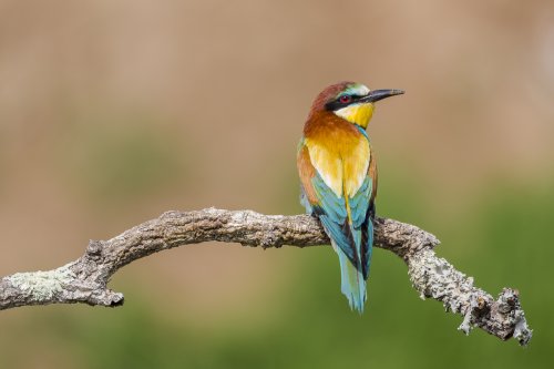 Merops apiaster