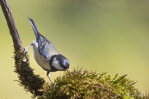 El intrépido carbonero