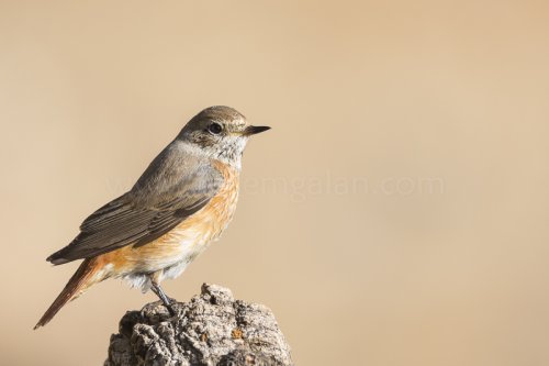 Colirrojo real Hembra