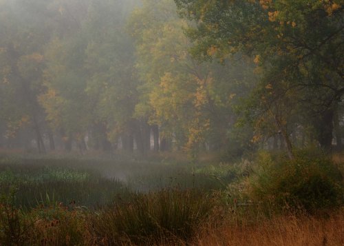 Niebla en Fuentes Blancas