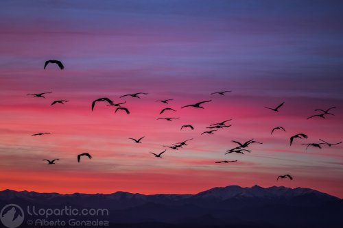 Grullas al atardecer