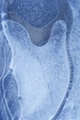 Pinguino burumakurra (Pingüino cabizbajo)