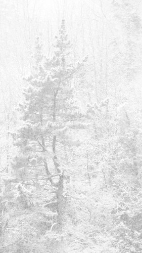 Erraldoi elurtuak (Gigantes nevados)