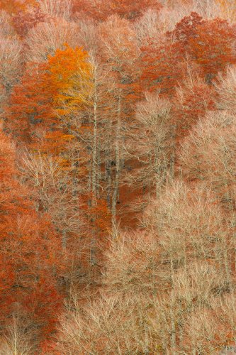 Udazkeneko bihotza (Corazón de otoño)