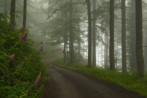 Paradisurako sarrera (Entrada al paraiso)