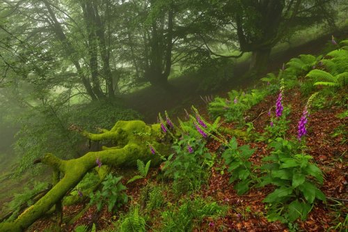 Purpureak berdetan (Purpureas en verdes)