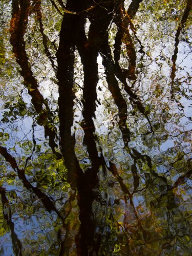 Reflejos en la Lagoa