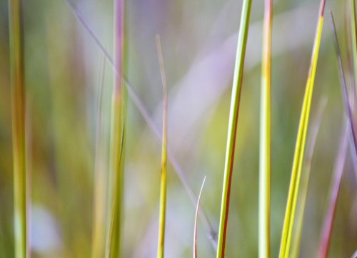del verde al amarillo