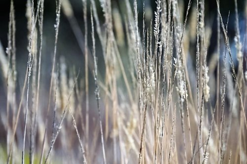 los varales de la blanca paloma