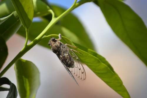 cansina como ella sola.