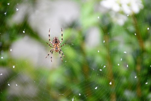 araña,tela y lunares