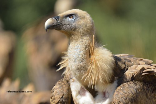 Retrato de Buitre Leonado