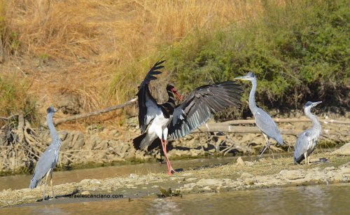 Cigüeña Negra disputando espacios con las Garzas Reales