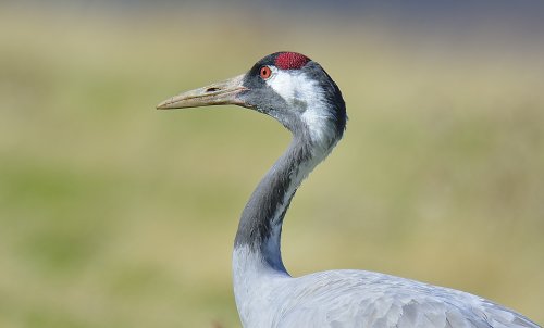Retrato de Grulla común