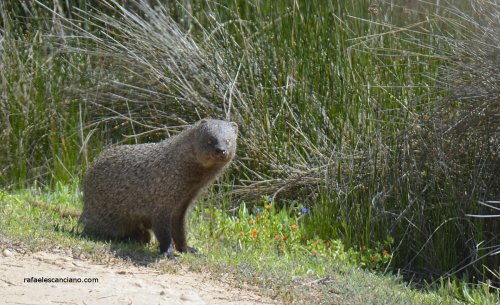 MELONCILLO "o" MONGOSTA - ( Herpestes ichneumon )