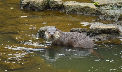 NUTRIA -Lutra lutra