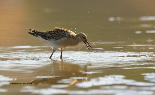 Combatiente , (Philomachus pugnax)