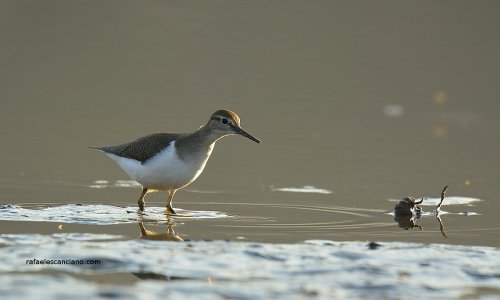 Andarrios Chico -Acttis hypoleucos