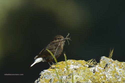 Collalba negra y sus obligaciones