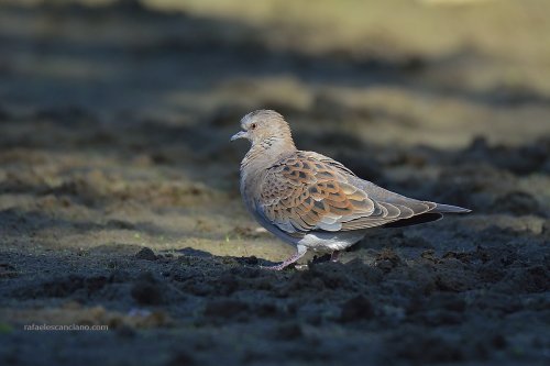 La luz que ilumina su mirada