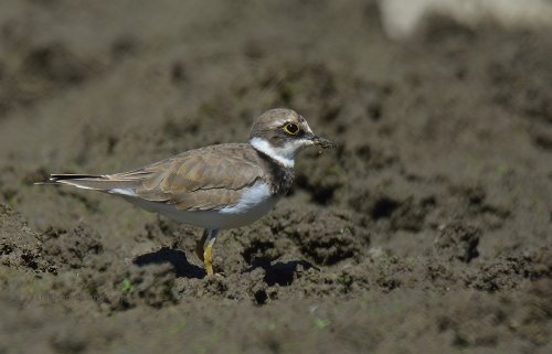 El pequeño chorlitejo 