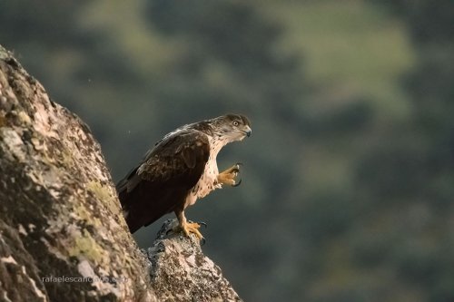 Águila perdicera 