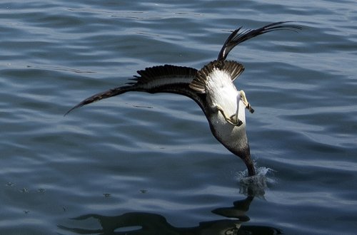 Pelícano peruano en plena pesca 