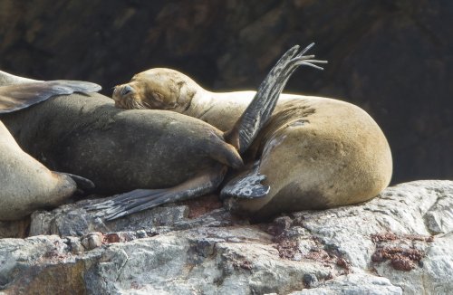 Leones marinos, Islas Ballesta (Perú)