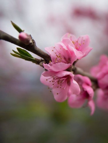 Flor de los Andes (Bolivia)