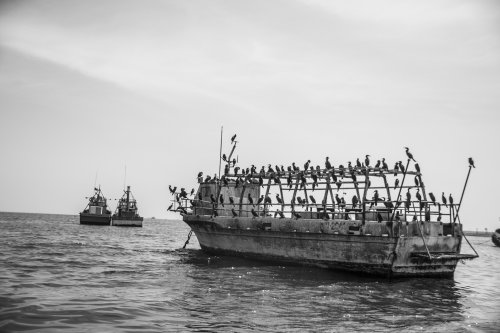 Barco colonizado por pelícanos, Bahía de Paracas (Perú)