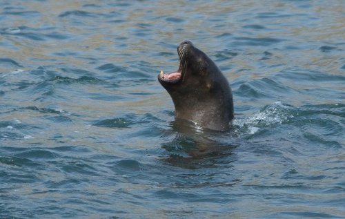 León marino, islas Ballesta (Perú)