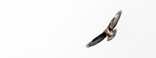 Buteo buteo